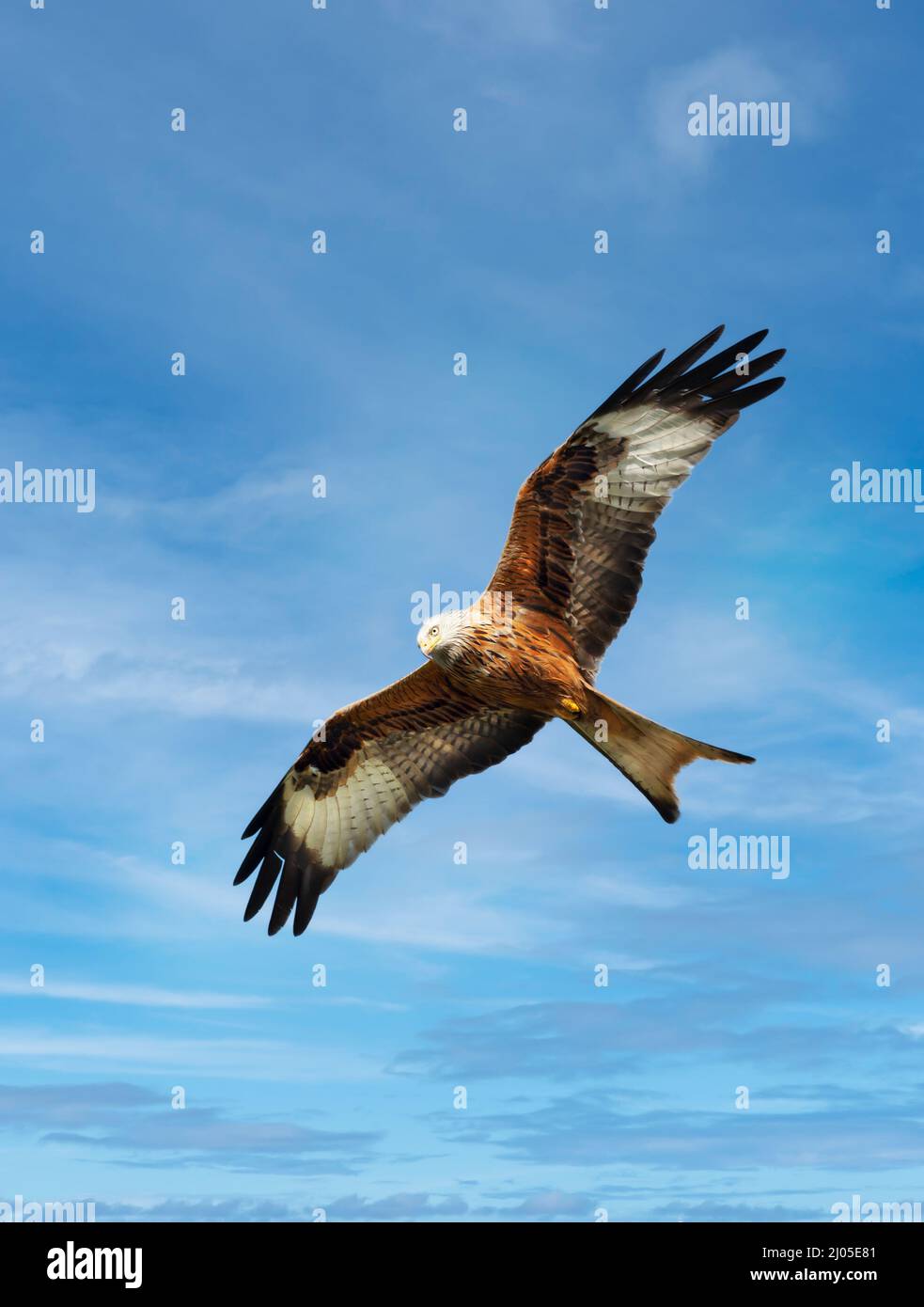 Nahaufnahme eines Rotmilan im Flug gegen den blauen Himmel, Chilterns, Oxfordshire, UK. Stockfoto