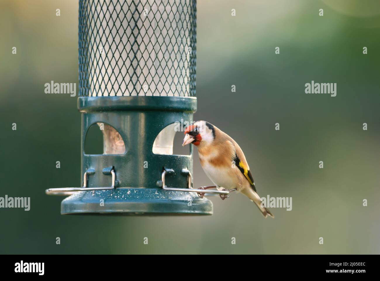 Nahaufnahme der europäischen Goldfinkenfütterung auf einem Futterhäuschen, Großbritannien. Stockfoto