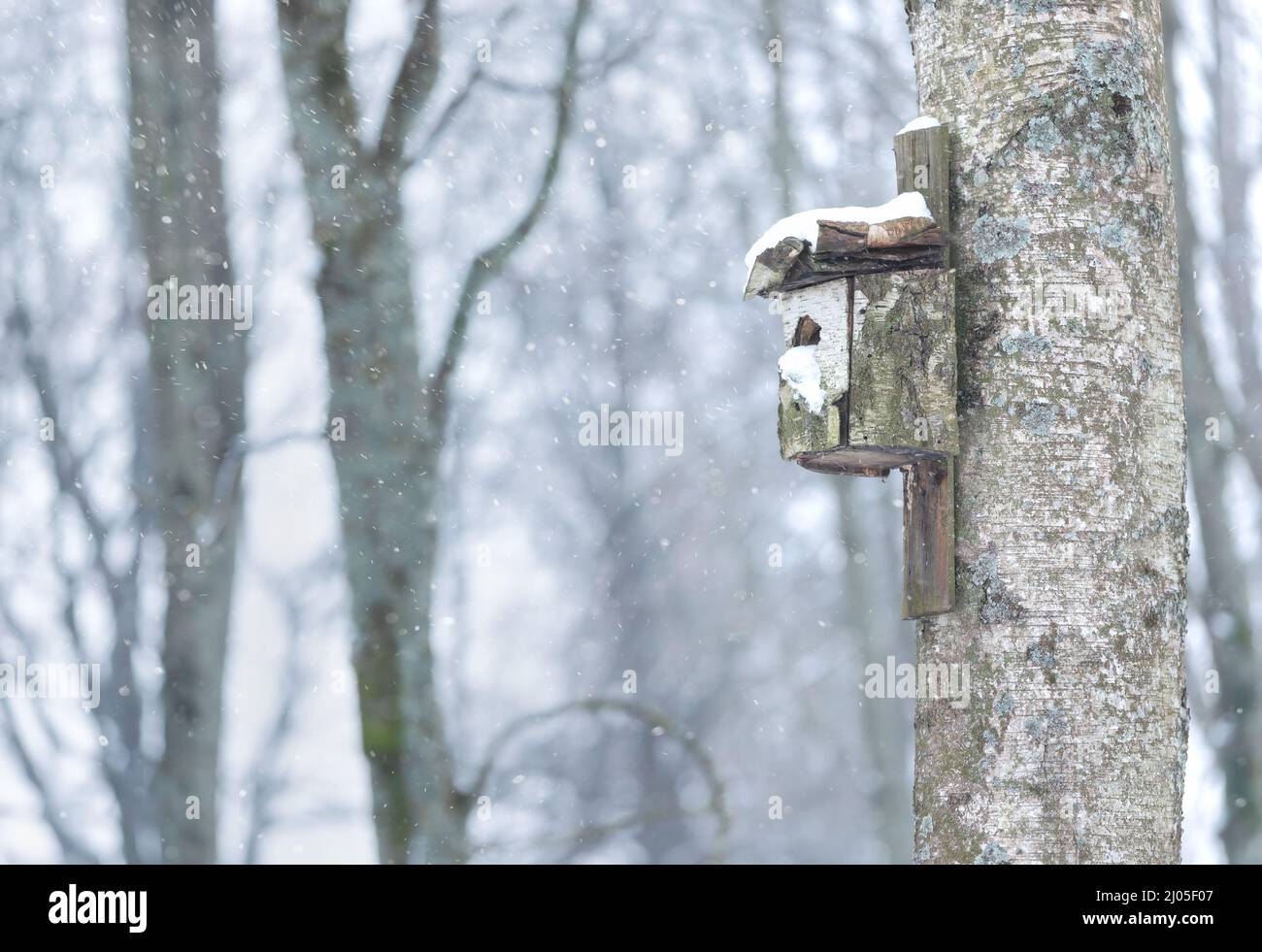 Nahaufnahme eines Vogelnistkastens aus Holz, der an einem Baum befestigt ist. Stockfoto