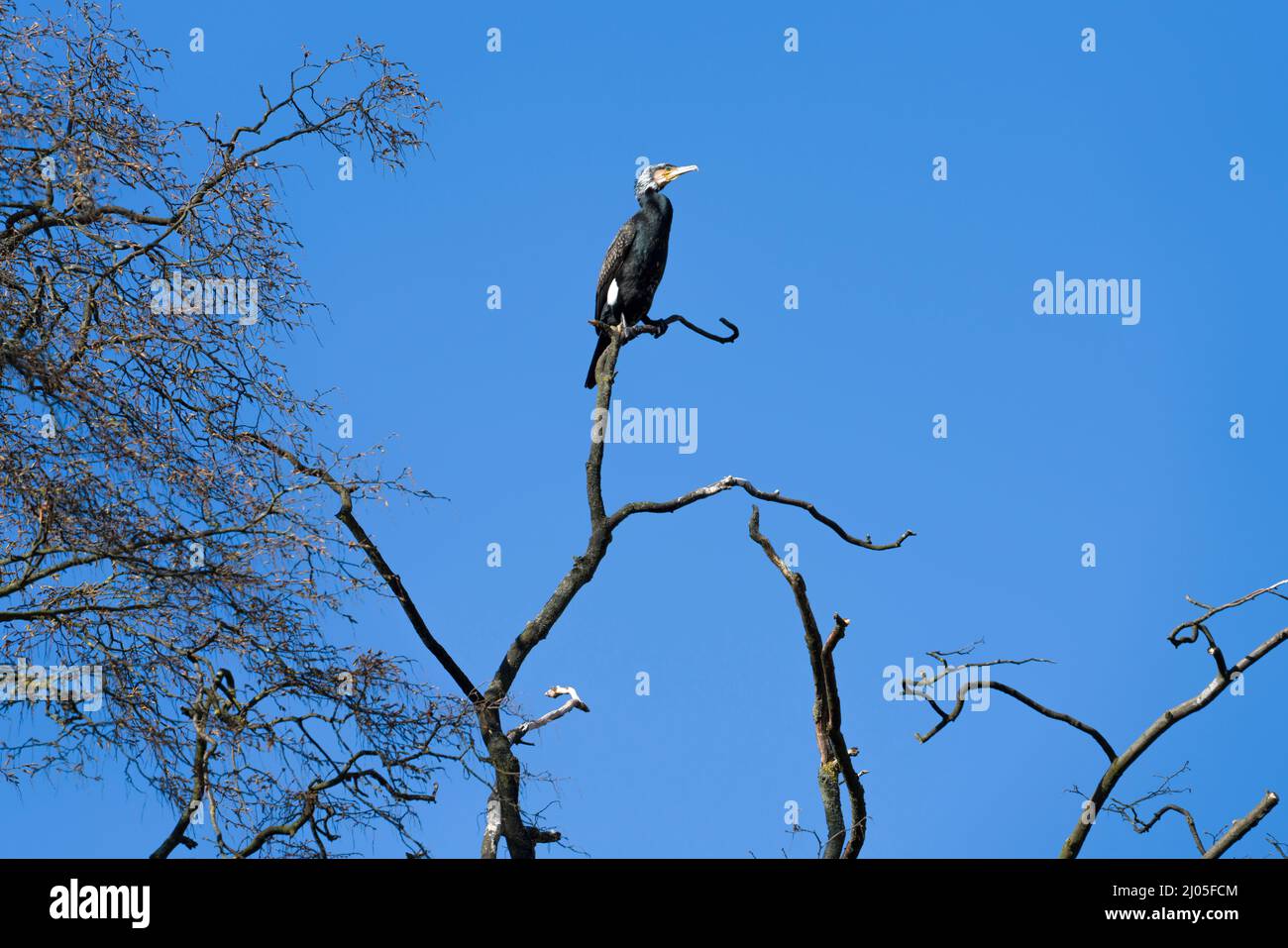 Ein großer Kormoran (Phalacrocorax carbo), Hannoversch Münden, Niedersachsen, Deutschland, Europa Stockfoto