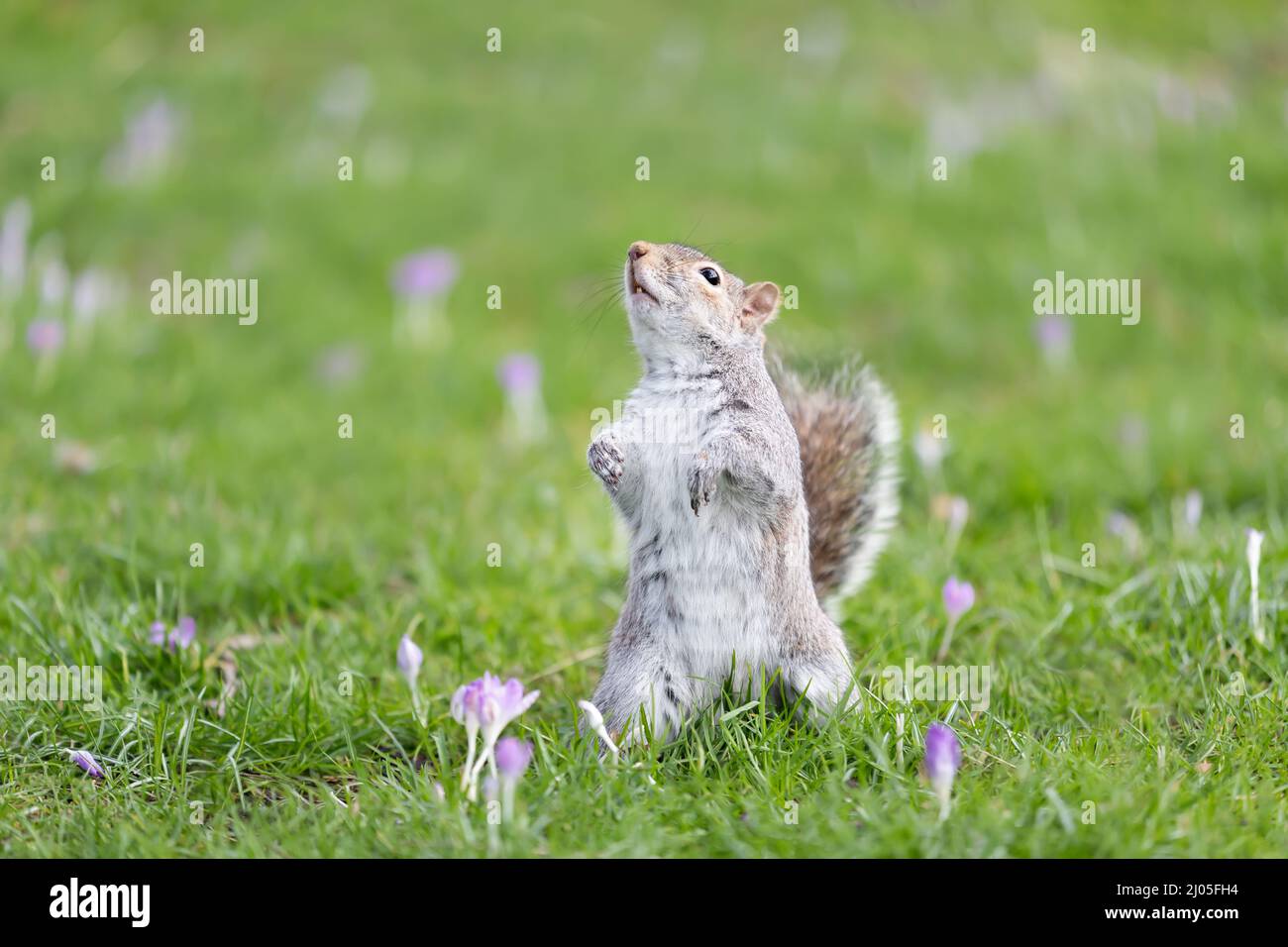 Nahaufnahme eines östlichen grauen Eichhörnchens, das auf seinen Hinterbeinen im grünen Gras mit Krokus steht, Großbritannien. Stockfoto
