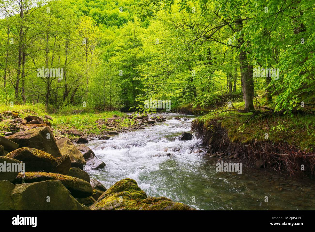 Schneller Wasserfluss im Buchenwald. Grüne Landschaft mit Felsen und Bäumen am Ufer. Ruhiger Naturhintergrund im Frühling. Lebendiges Laub auf der Kleie Stockfoto