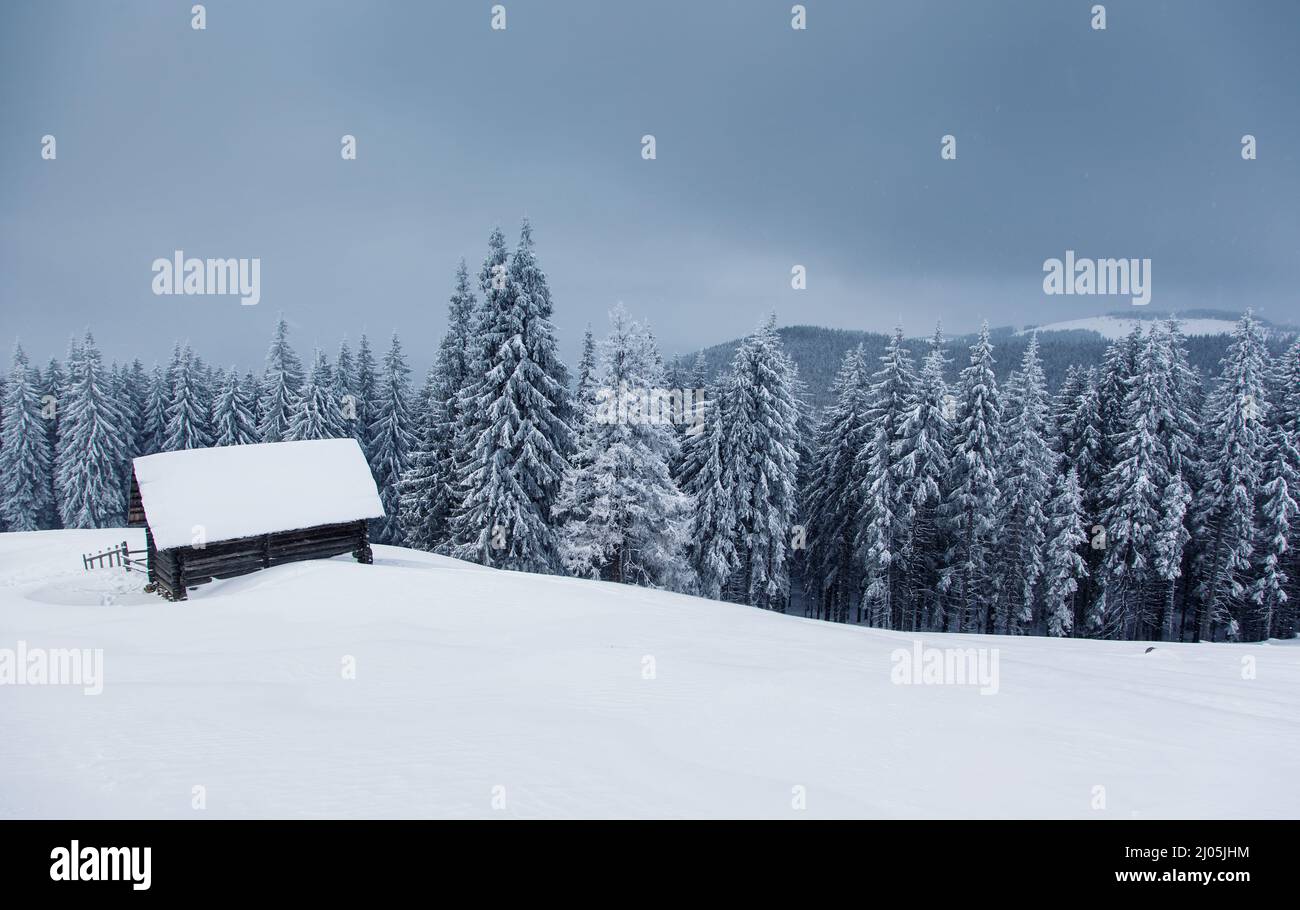 Schöne Winterlandschaft mit schneebedeckten Bäumen. Dramatischer Himmel. Karpaten, Ukraine, Europa. Beauty-Welt. Stockfoto