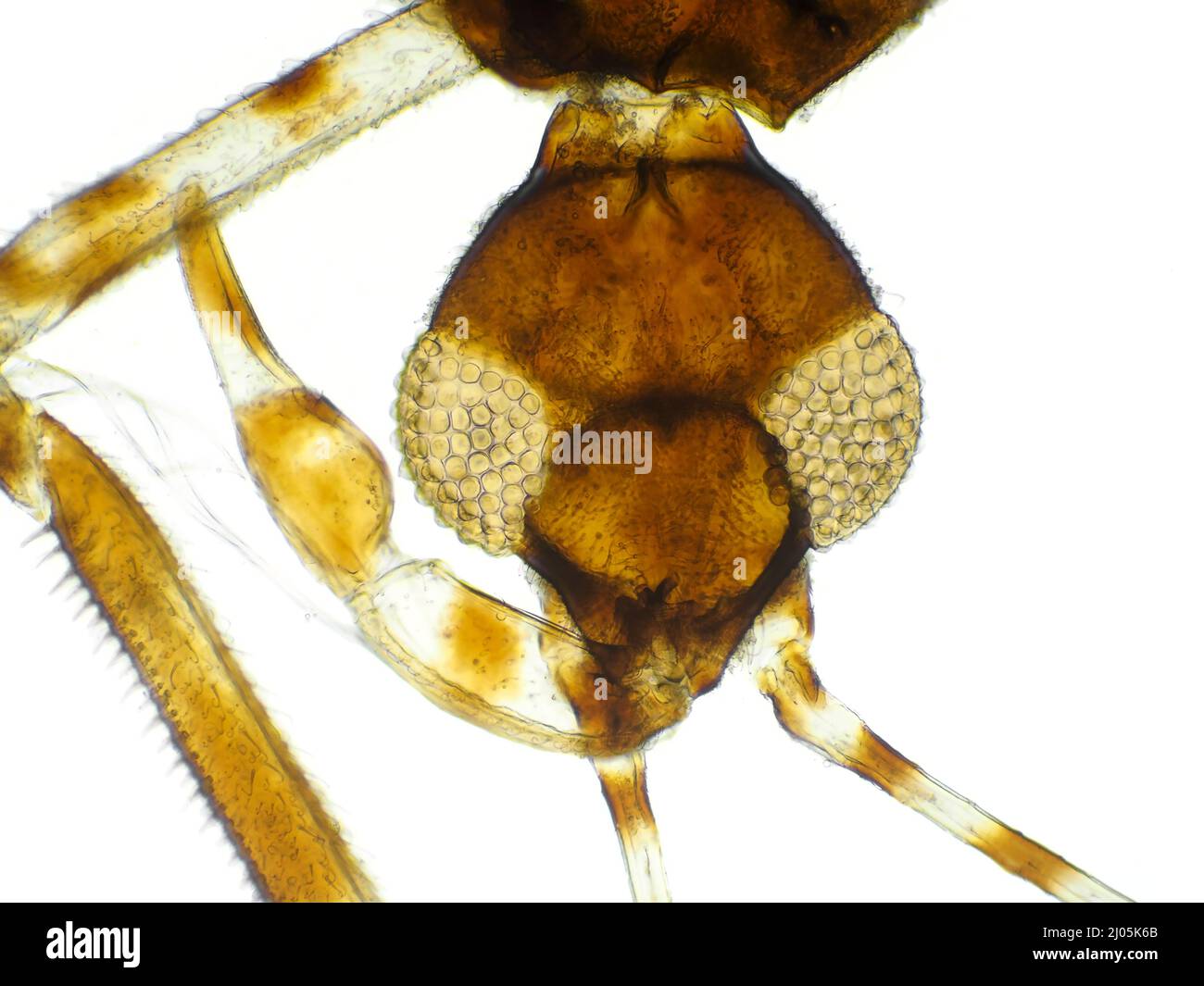 Winziger, fädelbeiniger Assassinwanze (Emesinae) unter dem Mikroskop, horizontales Sichtfeld etwa 1,2mm Stockfoto