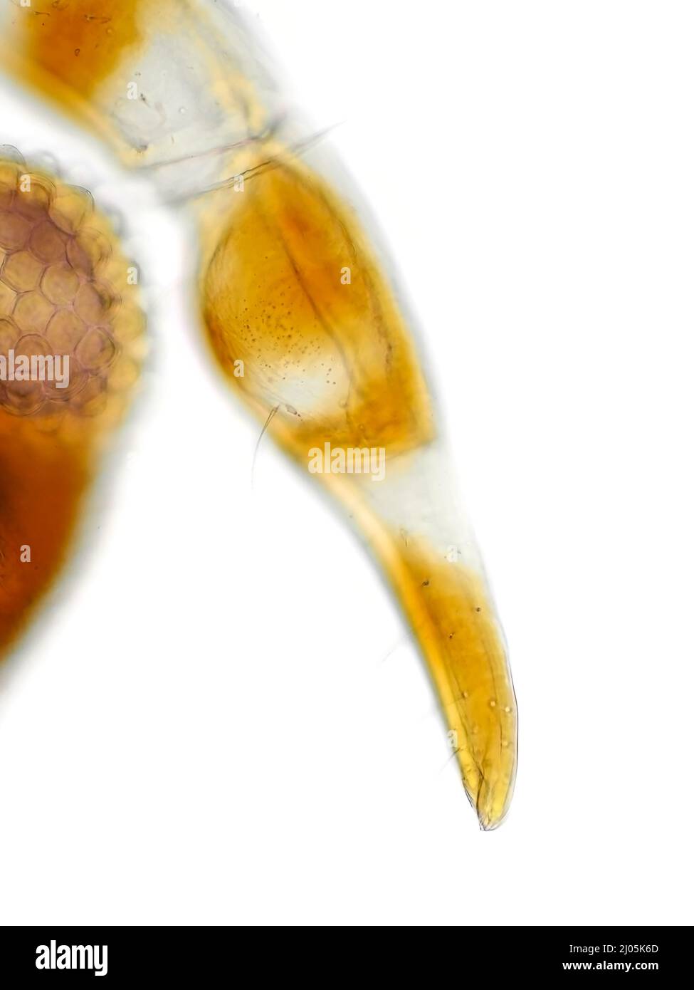 Durchdringender Proboscis eines winzigen, fadenbeinigen Assassinwangs (Emesinae) unter dem Mikroskop Stockfoto