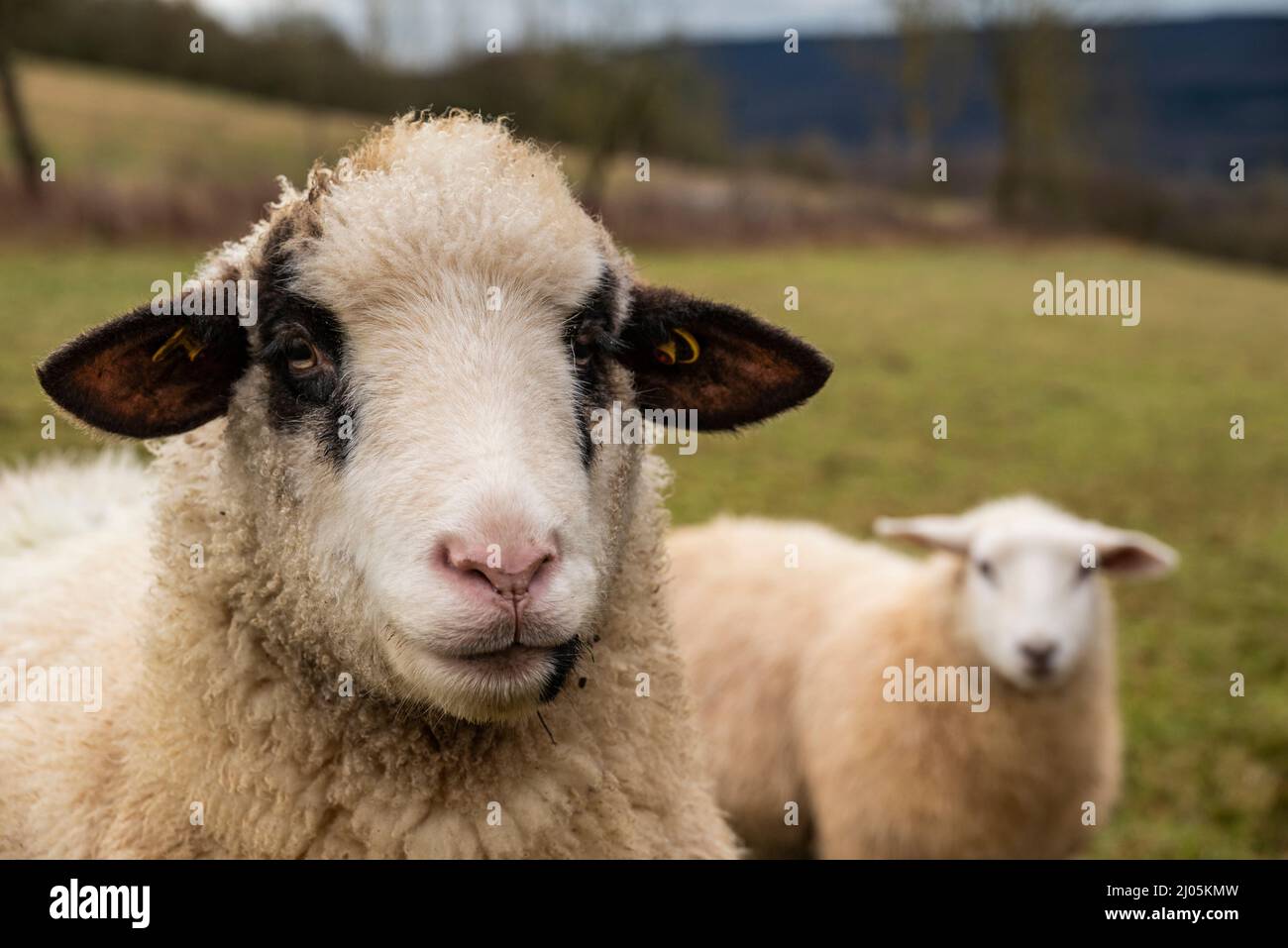 Nahaufnahme eines Bleischafs oder Baummänzers, der auf die Kamera blickt, mit einem anderen Schaf im Hintergrund Stockfoto
