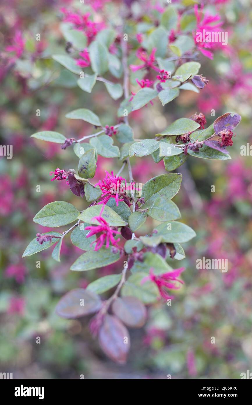 Loropetalum chinense - chinesische Fransenblume. Stockfoto