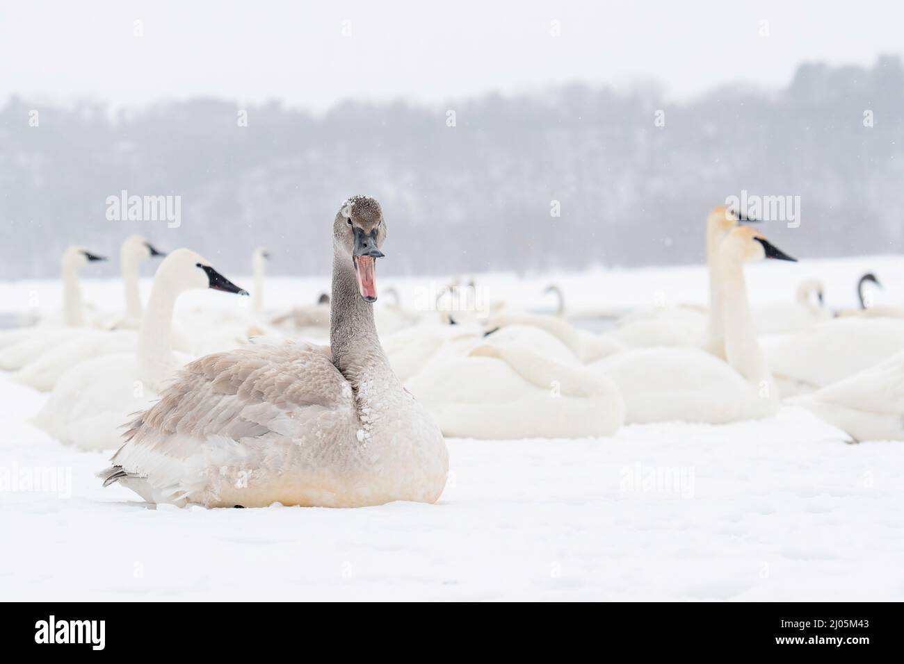 Trompeter Schwäne (Cygnus buccinator), ruht auf Eis, St. Croix River, Winter, Wisconsin, USA, von Dominique Braud/Dembinsky Photo Assoc Stockfoto Trompeter Schwäne (Cygnus buccinator), ruht auf Eis, St. Croix River, Winter, Wisconsin, USA, von Dominique Braud/Dembinsky Photo Assoc Stockfoto