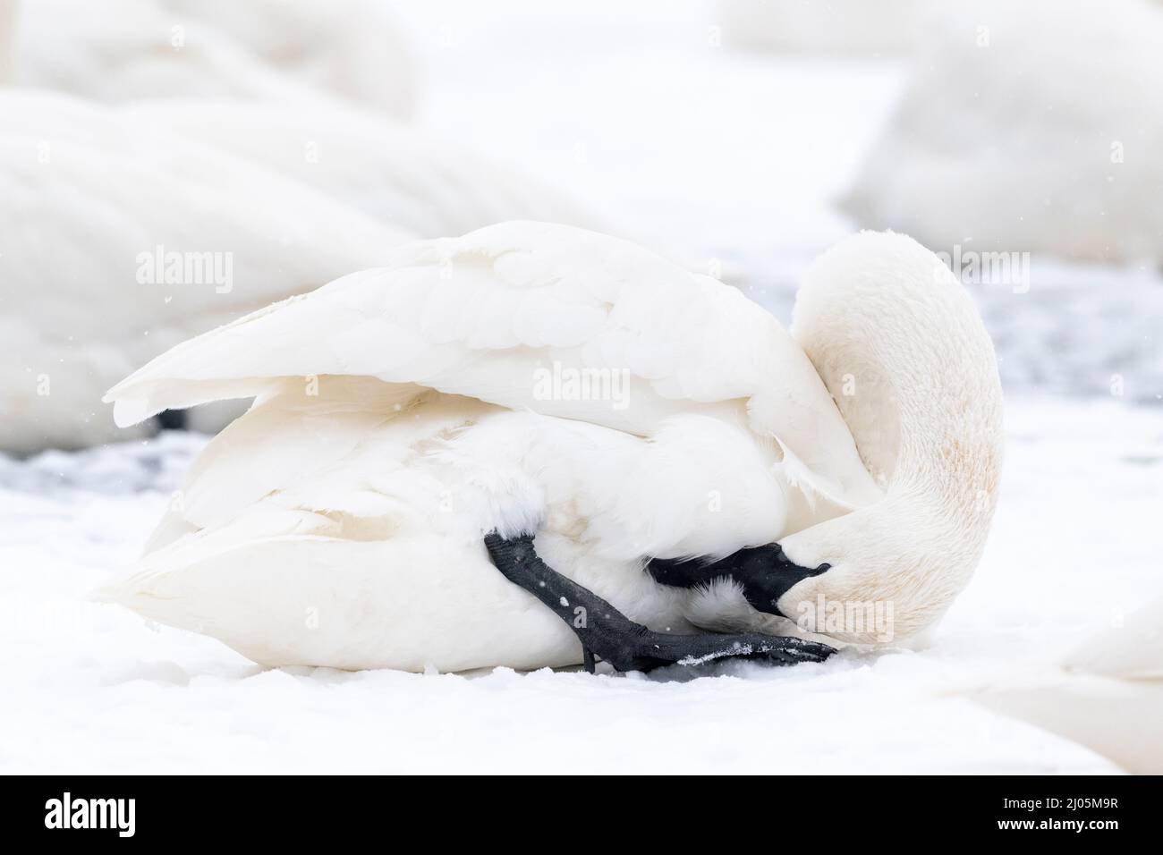 Trompeter-Schwan (Cygnus buccinator), der Federn aufpreßt und fixiert, St. Croix River, WI, USA, von Dominique Braud/Dembinsky Photo Assoc Stockfoto Trompeter-Schwan (Cygnus buccinator), der Federn aufpreßt und fixiert, St. Croix River, WI, USA, von Dominique Braud/Dembinsky Photo Assoc Stockfoto