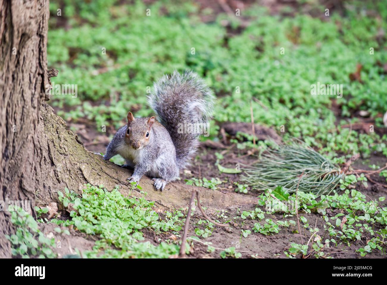 Graues Eichhörnchen mit Blick auf die Kamera an einem Baum in einem Park Stockfoto