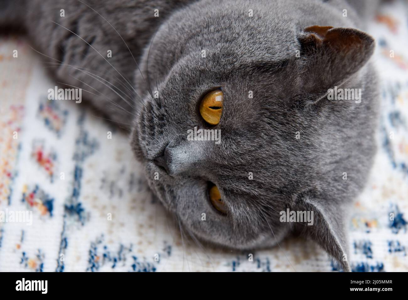 Britische Kurzhaarkatze in Nahaufnahme beim Betrachen der Kamera Stockfoto