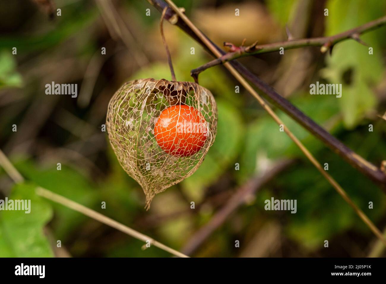 Nahaufnahme der leuchtend orangenen Früchte einer Blasenkirsche (Physalis alkekengi), auch bekannt als chinesische Laterne, Weser-Hochland, Deutschland Stockfoto