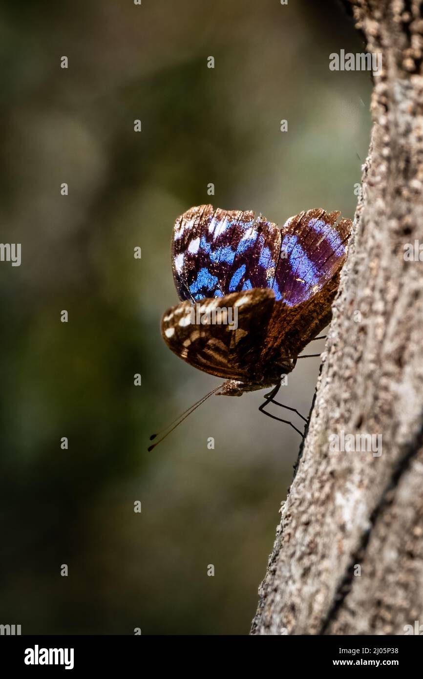 Mexikanischer Bluewing Schmetterling, der auf Baumrinde ruht Stockfoto