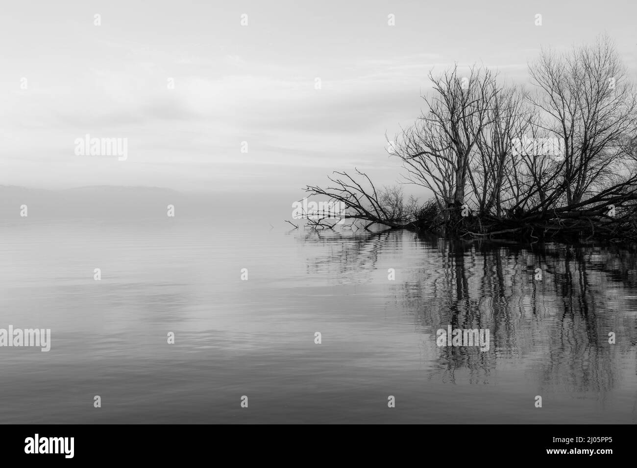 Symmetrische Skelettbäume Reflexionen auf einem See mit vollkommen stillem Wasser Stockfoto