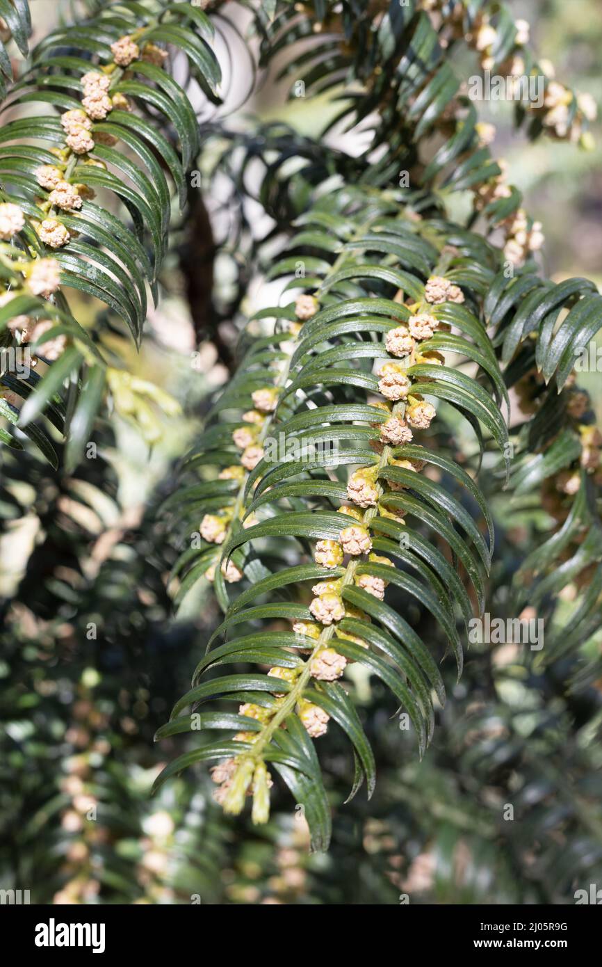 Japanische Pflaumenyau mit Blüten im frühen Frühjahr. Stockfoto