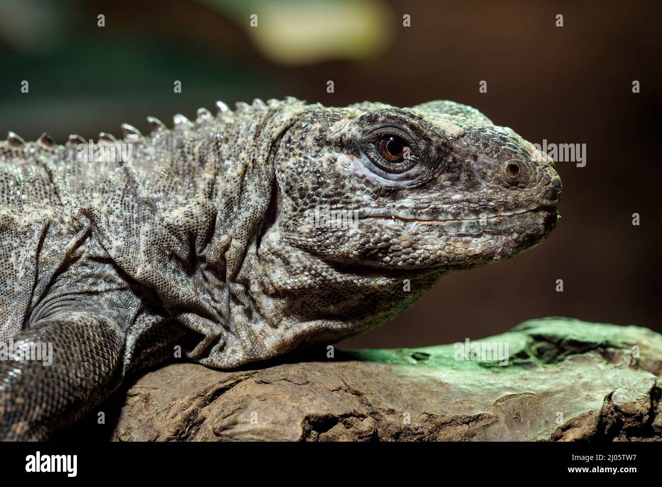 Die Utila Iguana auf einem Zweig (Ctenosaura bakeri) ist eine vom Aussterben bedrohte Eidechsenart. Stockfoto