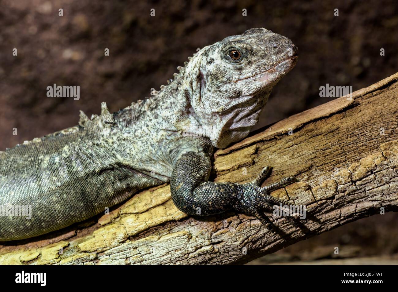 Die Utila Iguana auf einem Zweig (Ctenosaura bakeri) ist eine vom Aussterben bedrohte Eidechsenart. Stockfoto