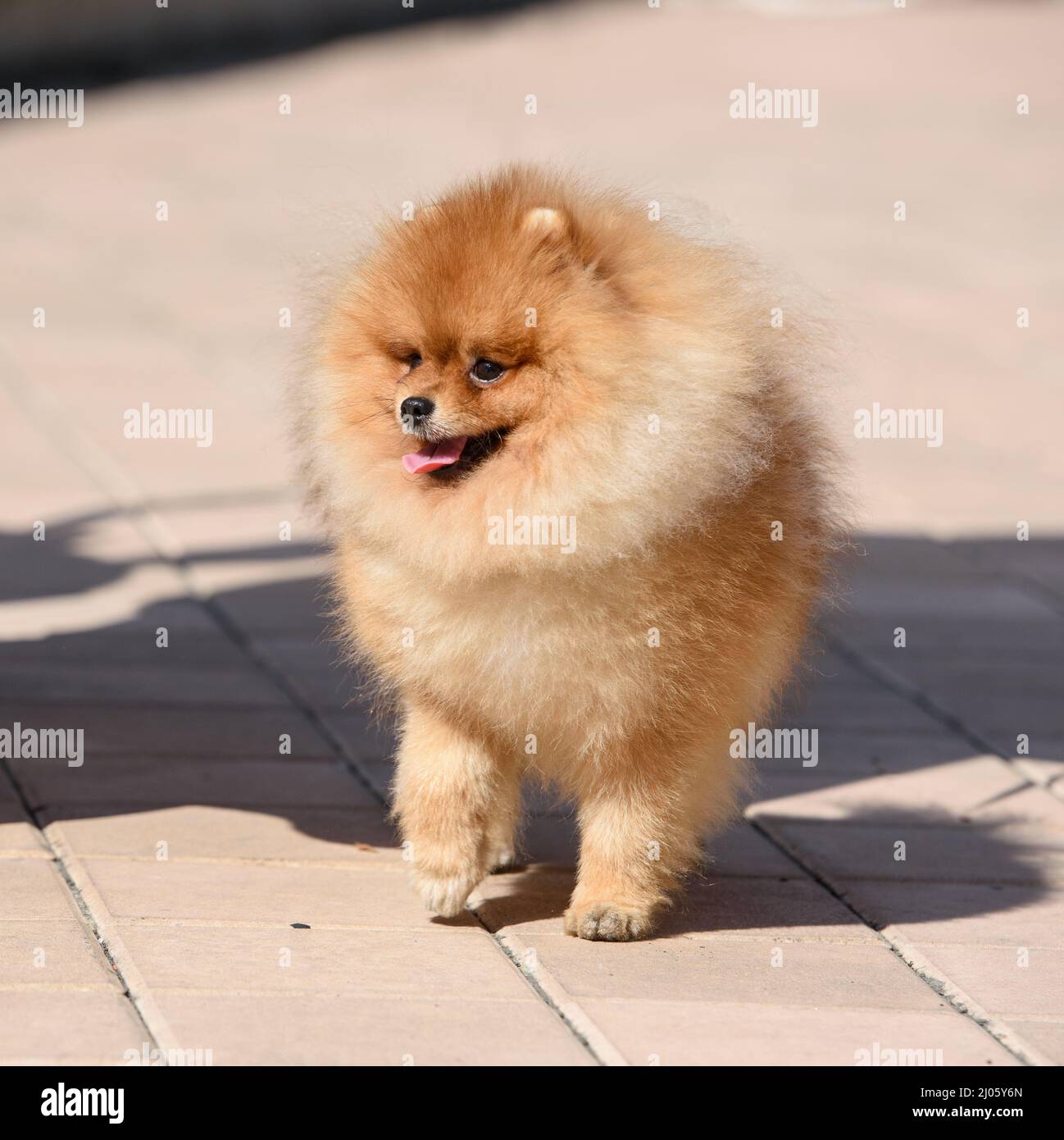 Ein rothaariger Hund der pommerschen Rasse läuft unter der strahlenden Sonne entlang der Pflastersteine. Stockfoto