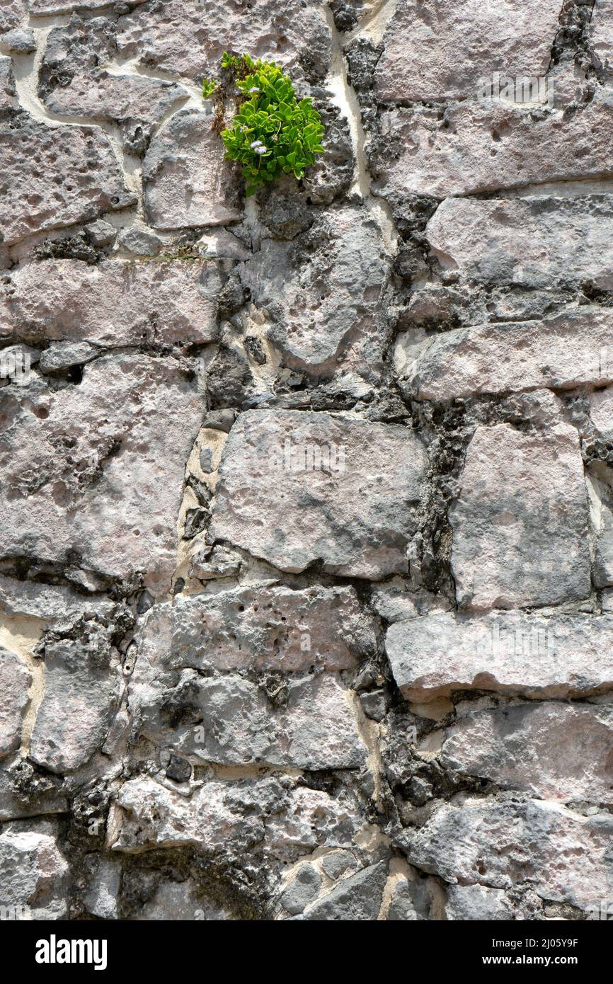 Tulum, Mexiko maya-Ruinen Stockfoto