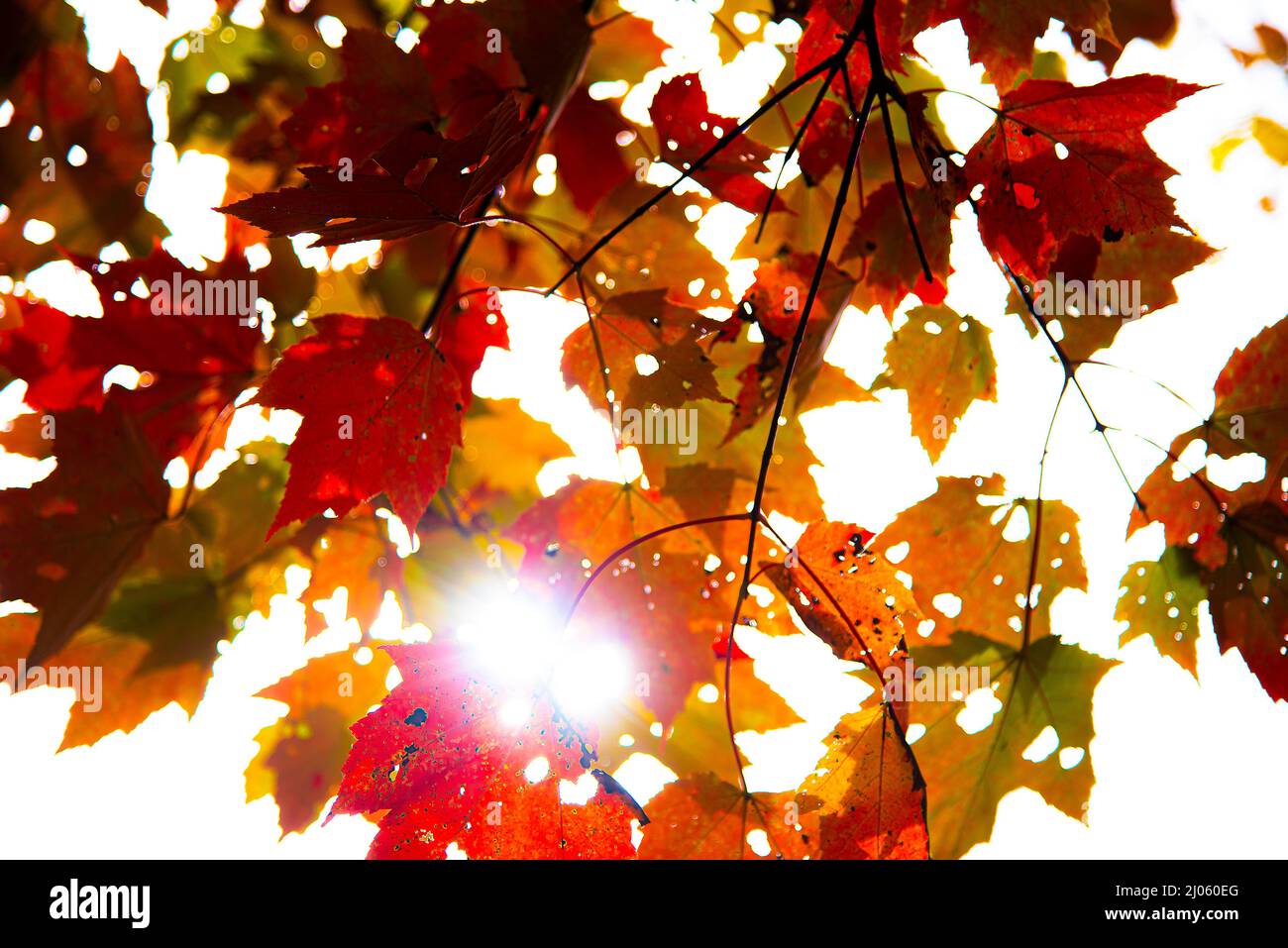 Hinterleuchtete Herbstahornblätter Stockfoto
