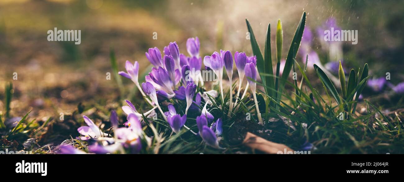 Frühe wilde Kokos im märz unter Sonnenstrahlen in einem Park. Natur floralen Hintergrund. Langes Banner Stockfoto