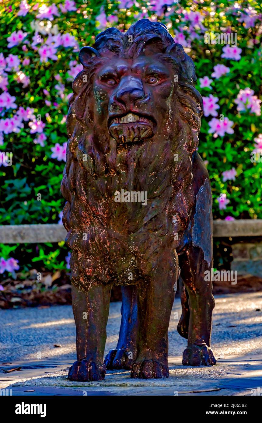 Südindische Azaleen (Rhododendron) blühen hinter einer Löwenstatue am Lion Overlook in Bellingrath Gardens, 4. März 2022, in Theodore, Alabama. Stockfoto