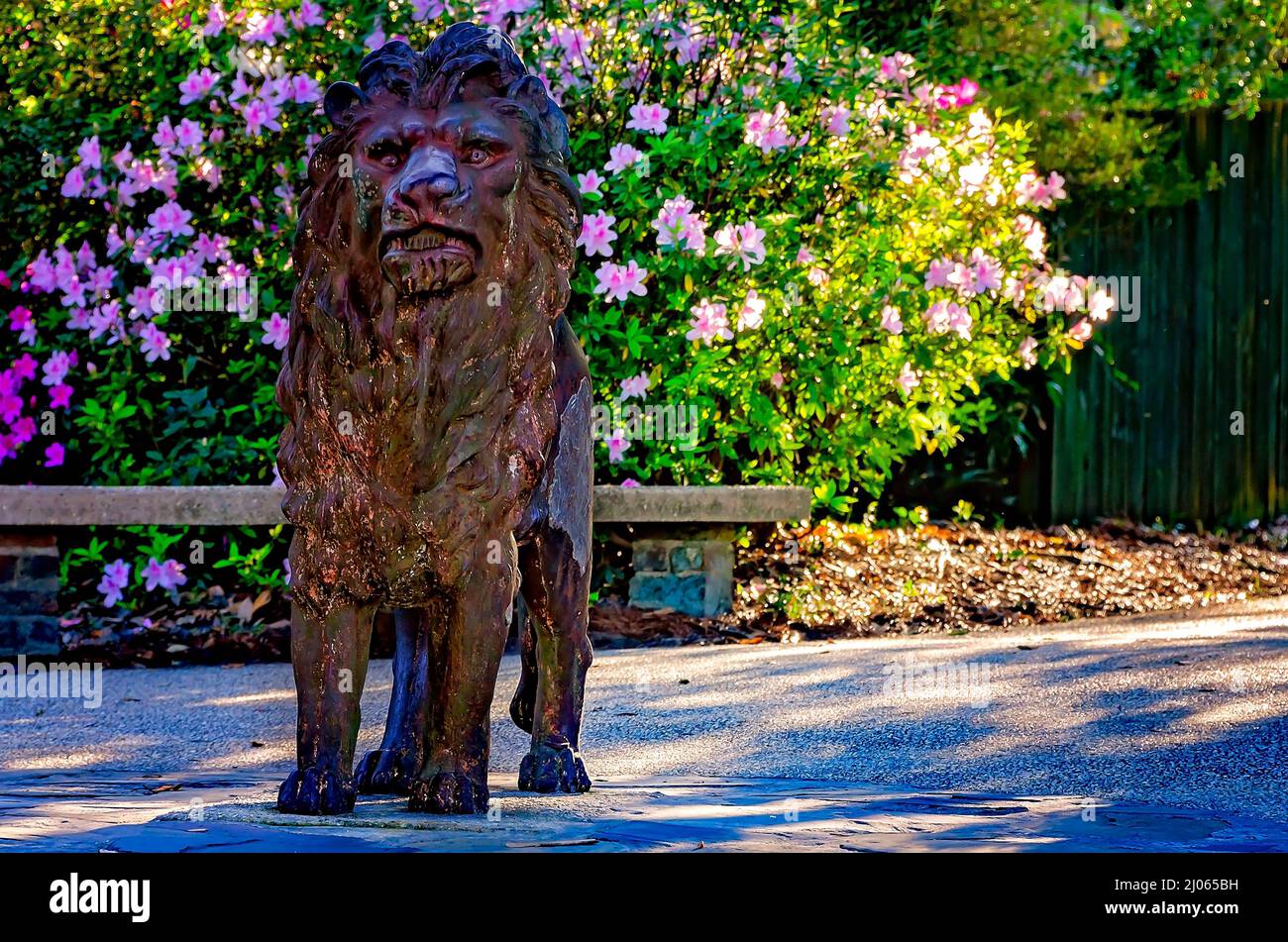 Südindische Azaleen (Rhododendron) blühen hinter einer Löwenstatue am Lion Overlook in Bellingrath Gardens, 4. März 2022, in Theodore, Alabama. Stockfoto