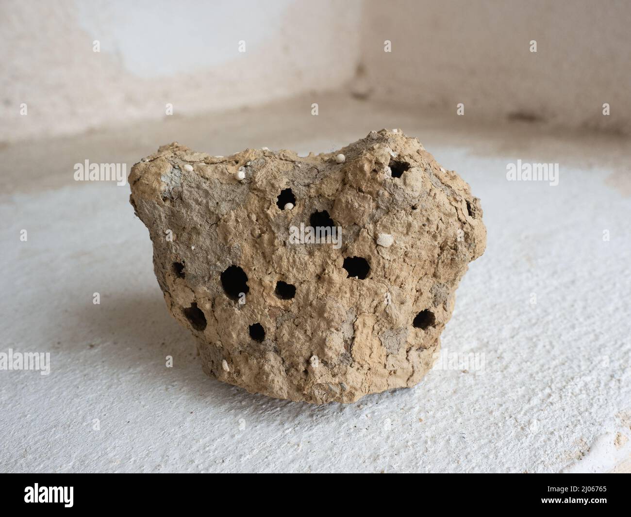 Schlammnest, das von der Schlammwespe (Töpferwespe oder Schmutzwespe) zum Schutz und zur Aufbewahrung von Nahrung für die Larven gemacht wird Stockfoto