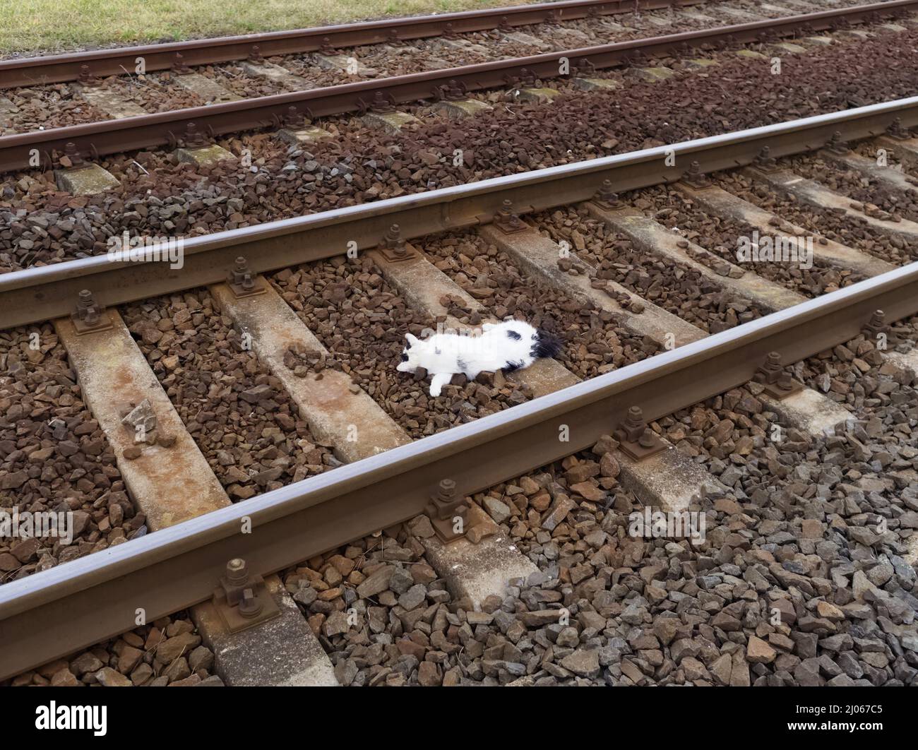 White Dead Cat auf Eisenbahnstrecken, die von einem Zug getroffen wurden Stockfoto