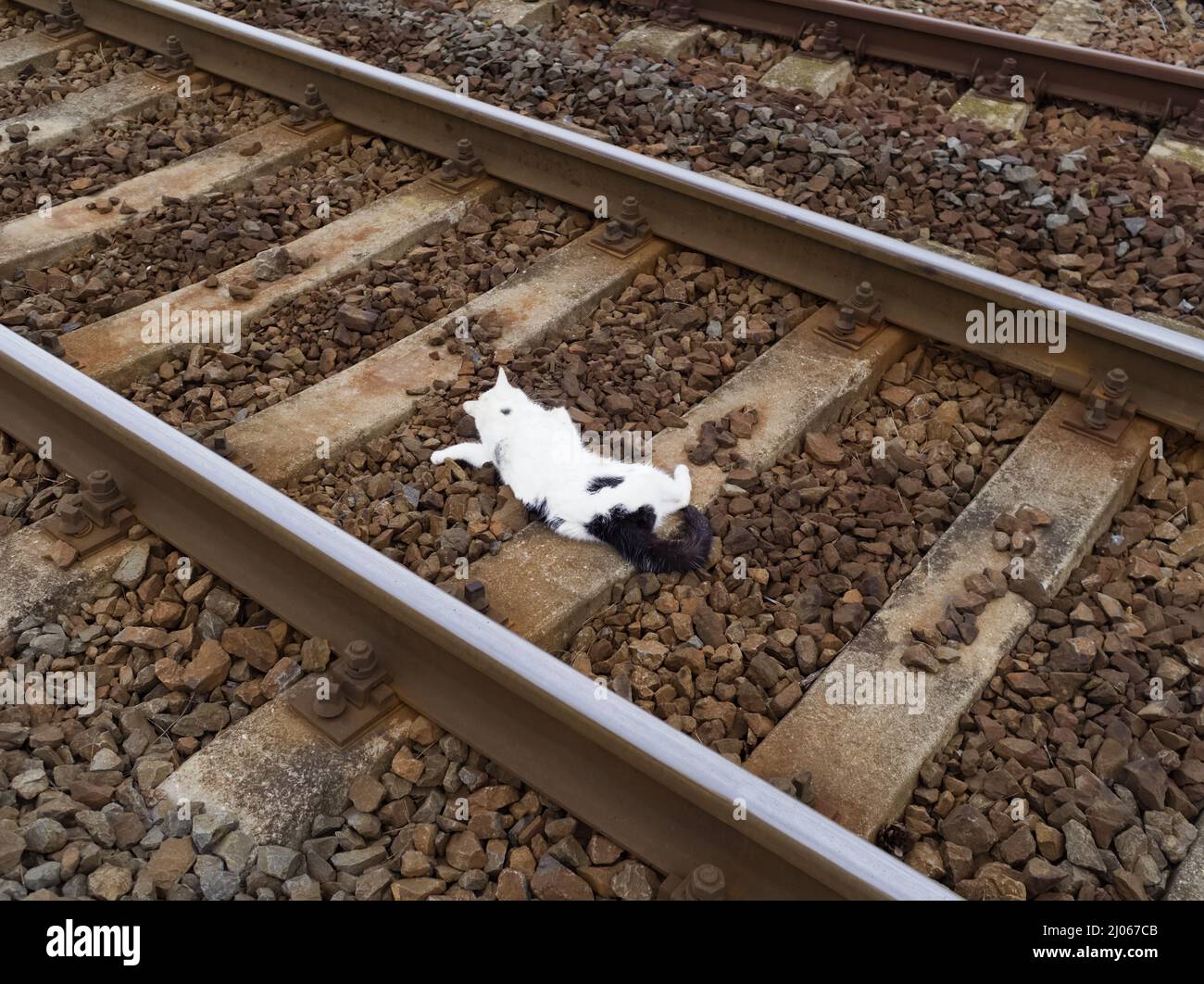 White Dead Cat auf Eisenbahnstrecken, die von einem Zug getroffen wurden Stockfoto