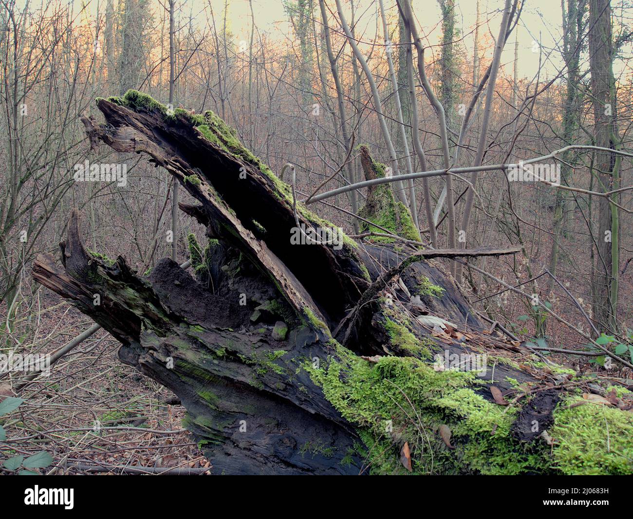 Baumstumpf Stockfoto