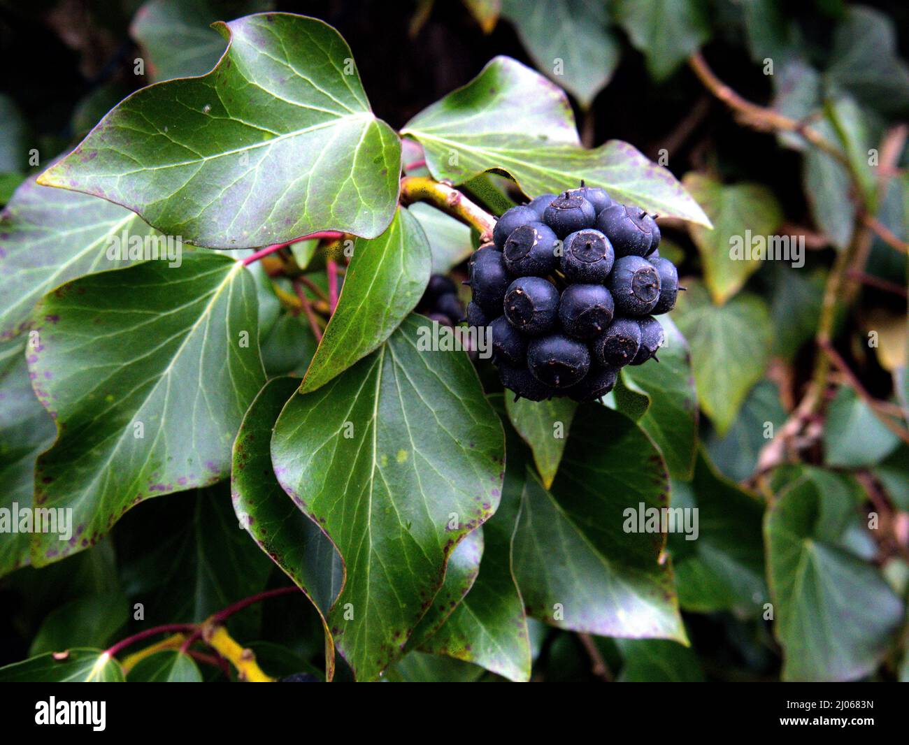 wilde Früchte Stockfoto