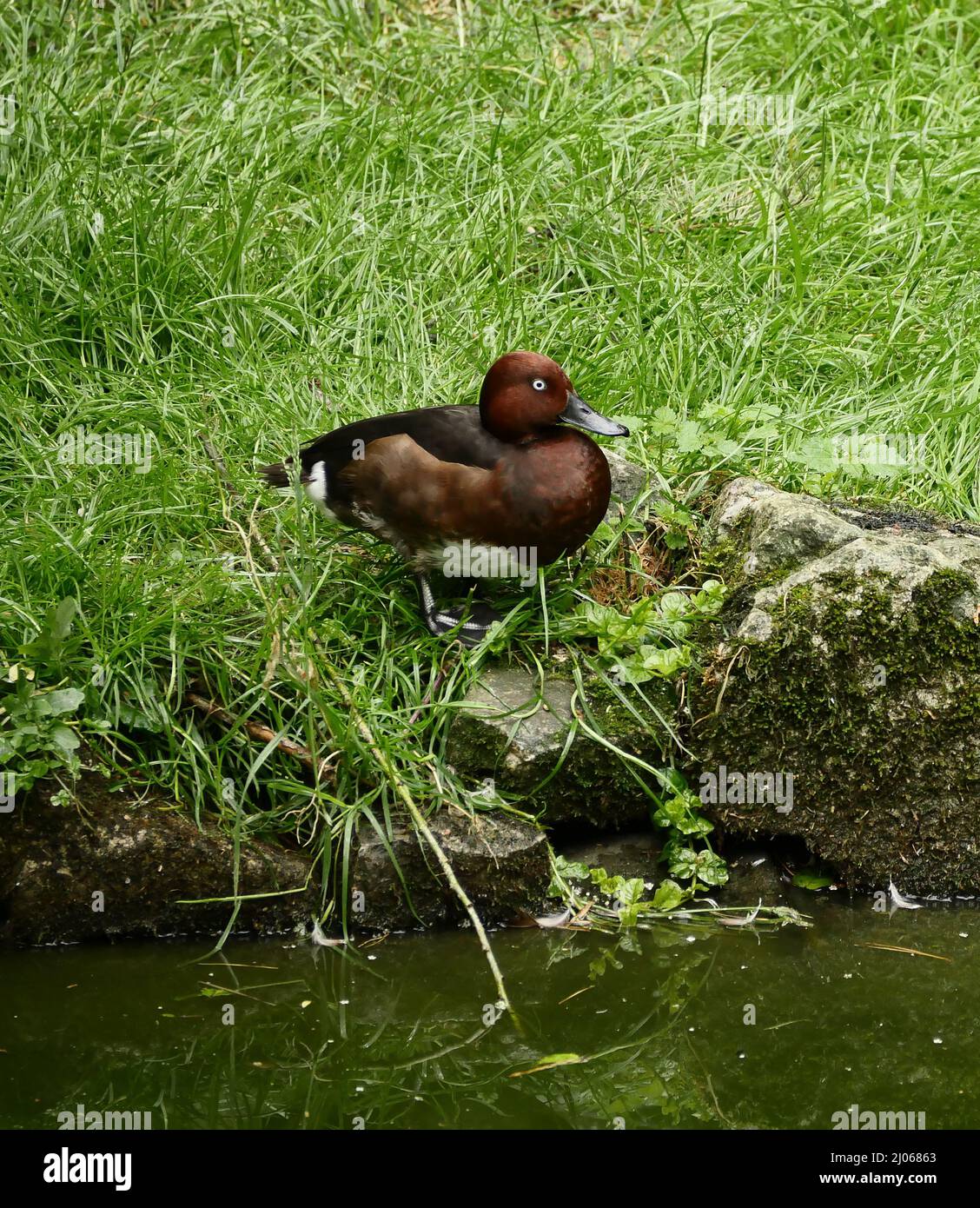 Ente mit blauen Augen Stockfoto