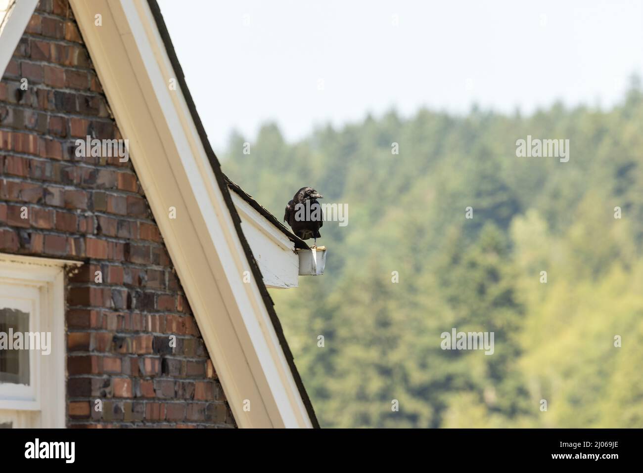 Rotes Backsteinhaus mit weißen Zierleisten und einer Krähe auf dem Dach Stockfoto