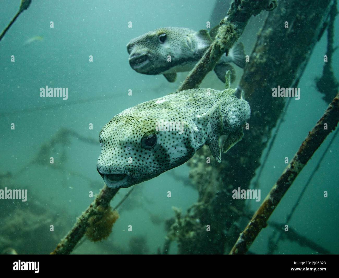 Zwei Stachelschweinfische (Diodontidae) schwimmen zusammen um ein Schiffswrack in Bocas del Toro, Panama Stockfoto