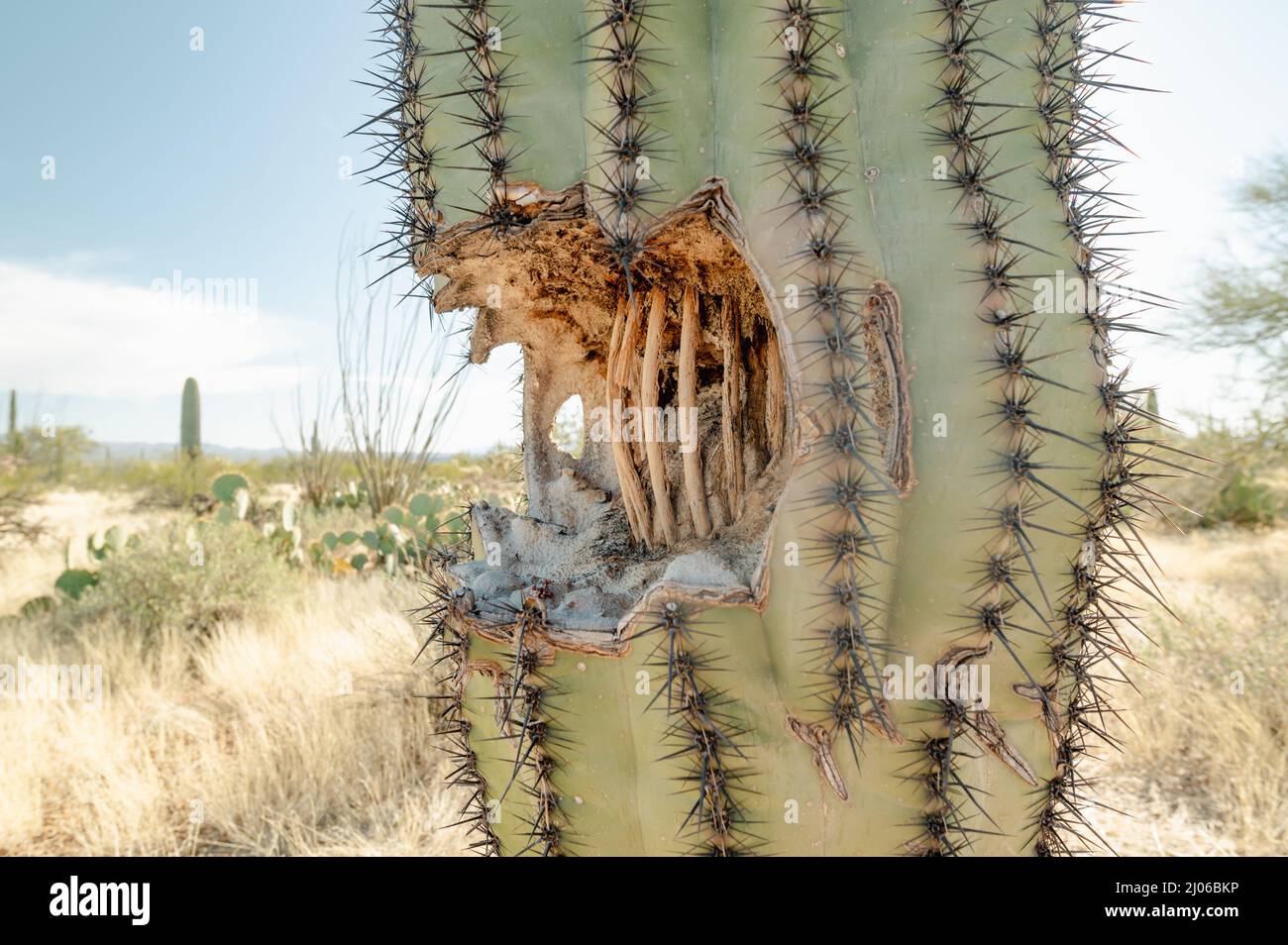 Loch in einem Saguaro Kaktus, innen Rippen zeigen Stockfotografie - Alamy