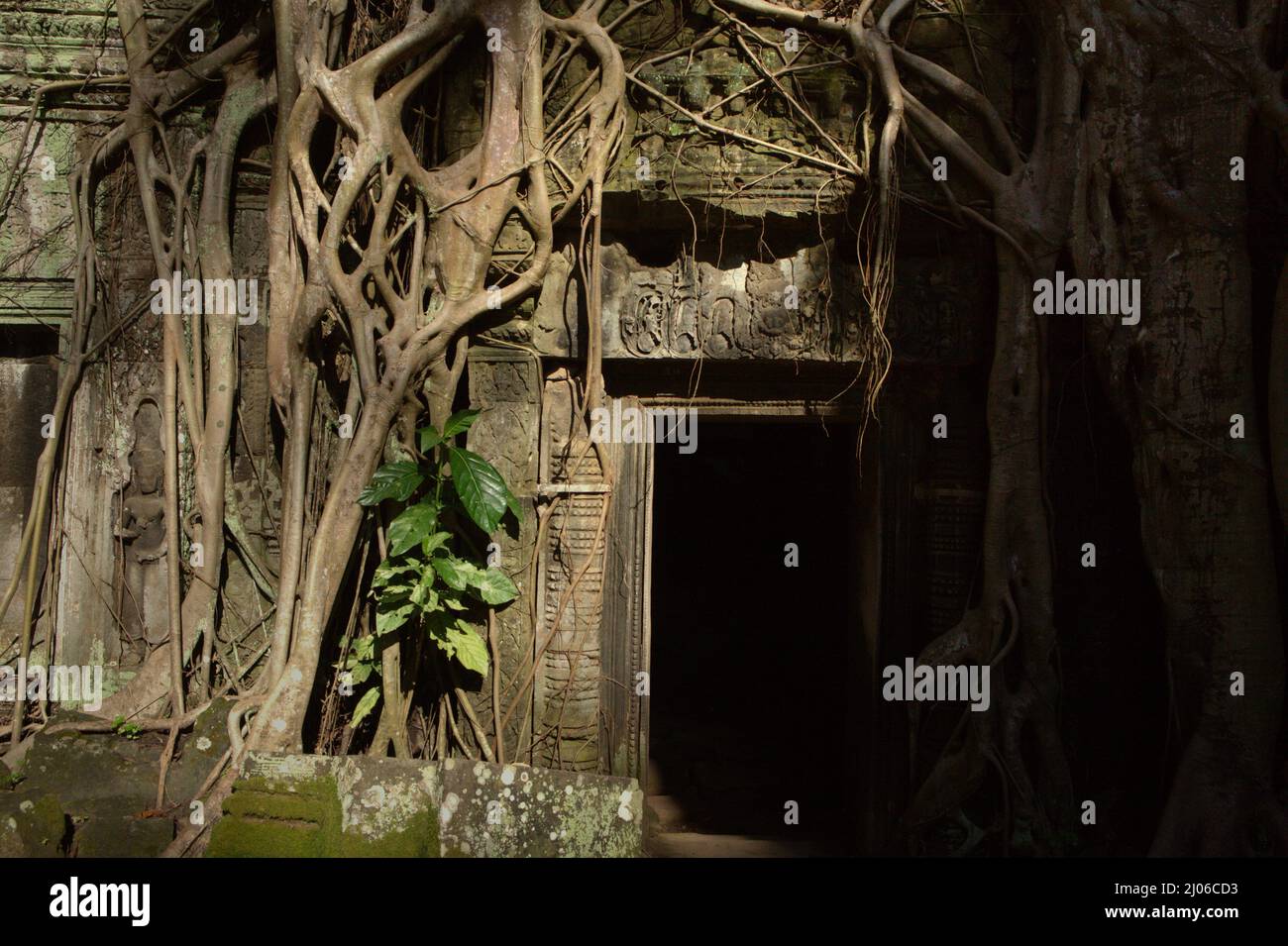 Ein Eingang, der bei Touristen berühmt ist, da er in Tomb Raider the Movie gezeigt wurde. Siem Reap, Kambodscha. Einst als Drehort für einen Hollywood-Film von 2001 verwendet Lara Croft: Tomb Raider mit Angelina Jolie und vor allem bekannt für seine riesigen Wurzeln aus wilden Bäumen, die tief zwischen den Steinen verwurzelt sind, war Ta Prohm ein Kloster für Studenten des Mahayana-Buddhismus, bevor es verlassen und für Hunderte von Jahren vergessen wurde. Stockfoto