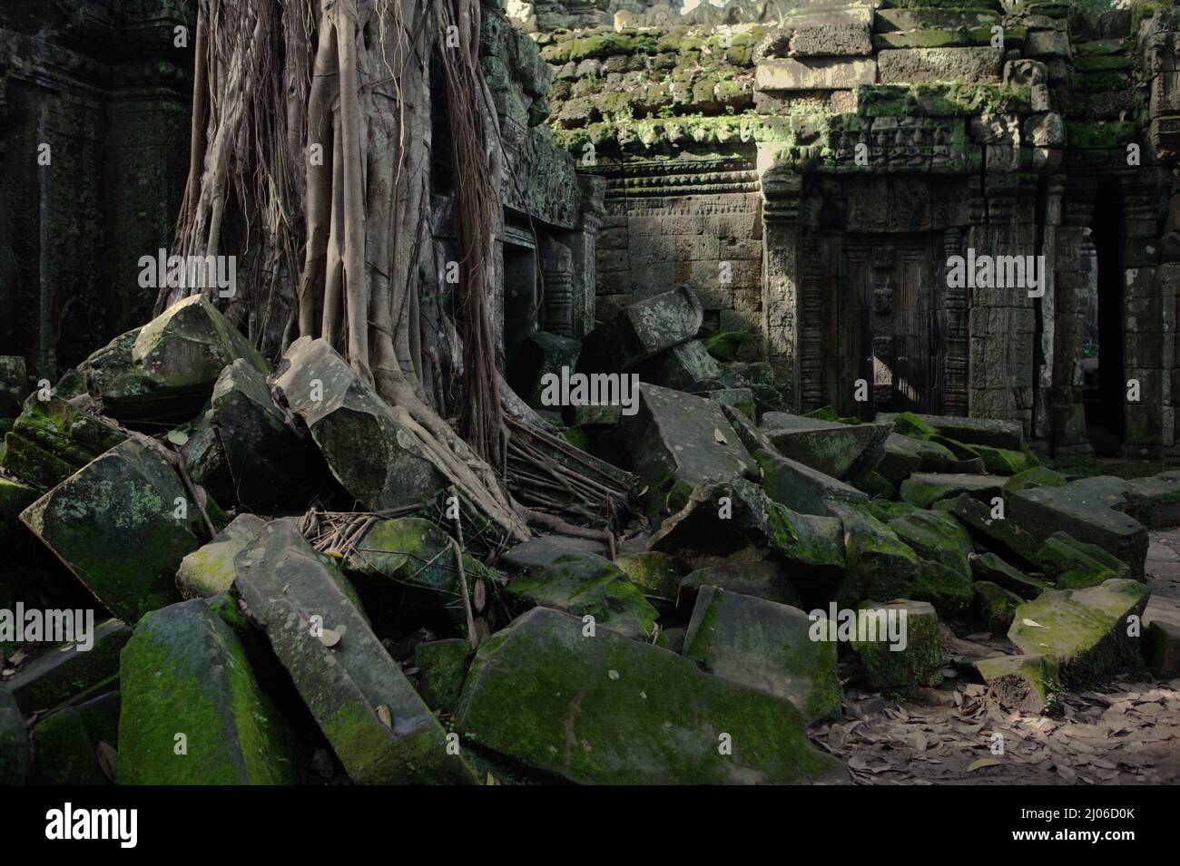 Wurzeln eines riesigen Baumes zwischen den Ruinen von Ta Prohm, Siem Reap, Kambodscha. Stockfoto