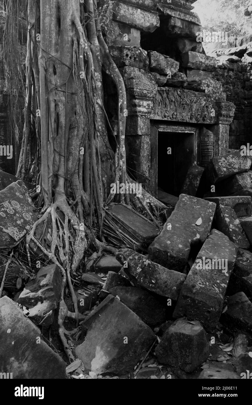 Wurzeln eines riesigen Baumes zwischen den Ruinen von Ta Prohm, Siem Reap, Kambodscha (schwarz-weiße Version). Stockfoto