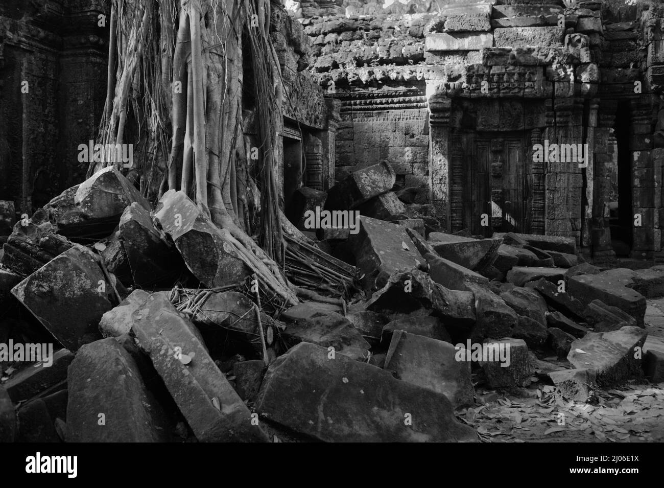 Wurzeln eines riesigen Baumes zwischen den Ruinen von Ta Prohm, Siem Reap, Kambodscha (schwarz-weiße Version). Stockfoto