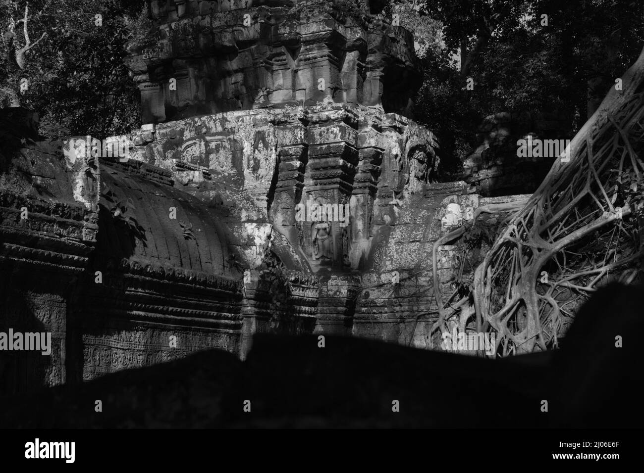Ein Turm mit apsara-Figur, an einer Ecke des Ta Prohm Tempels in Siem Reap, Kambodscha (schwarz-weiße Version). Stockfoto
