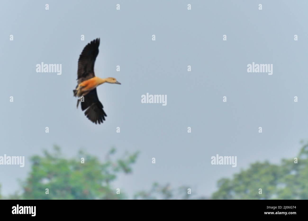 Verschwommenes Bild von Vogel, kleiner Pfeifente -Dendrocygna javanica, auch bekannt als indische Pfeifente oder kleiner Pfeifentel, Arten von Pfeifen Stockfoto Verschwommenes Bild von Vogel, kleiner Pfeifente -Dendrocygna javanica, auch bekannt als indische Pfeifente oder kleiner Pfeifentel, Arten von Pfeifen Stockfoto
