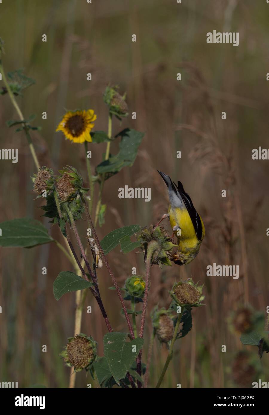 American Goldfinch thronte kopfüber auf einer Sonnenblume, während er Sonnenblumenkerne aß. Eine Heuschrecke befindet sich auf einem angrenzenden Stamm. Stockfoto