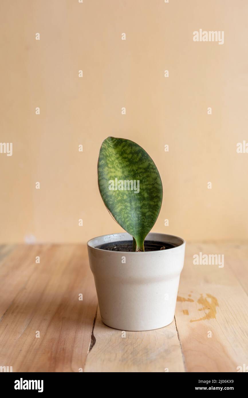 Sansevieria masoniana Wal feine Sukulente Pflanze Stockfoto