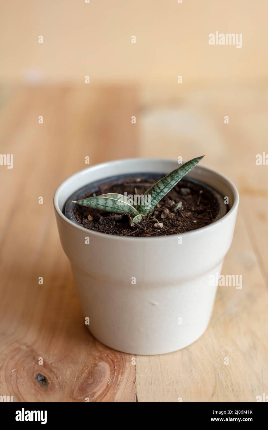 Sansevieria lavranos Wanderschlange Pflanze Nahaufnahme Stockfoto