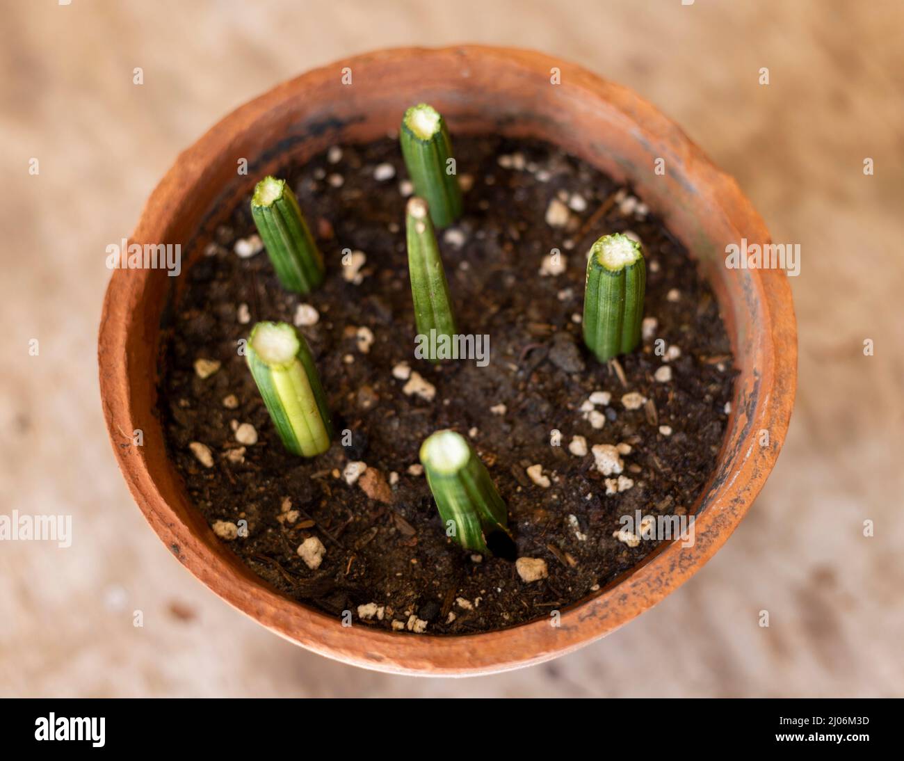 Vermehren Sie die bunte sansevieria cylindrica gerade Schlangenpflanze aus  Stecklingen Stockfotografie - Alamy