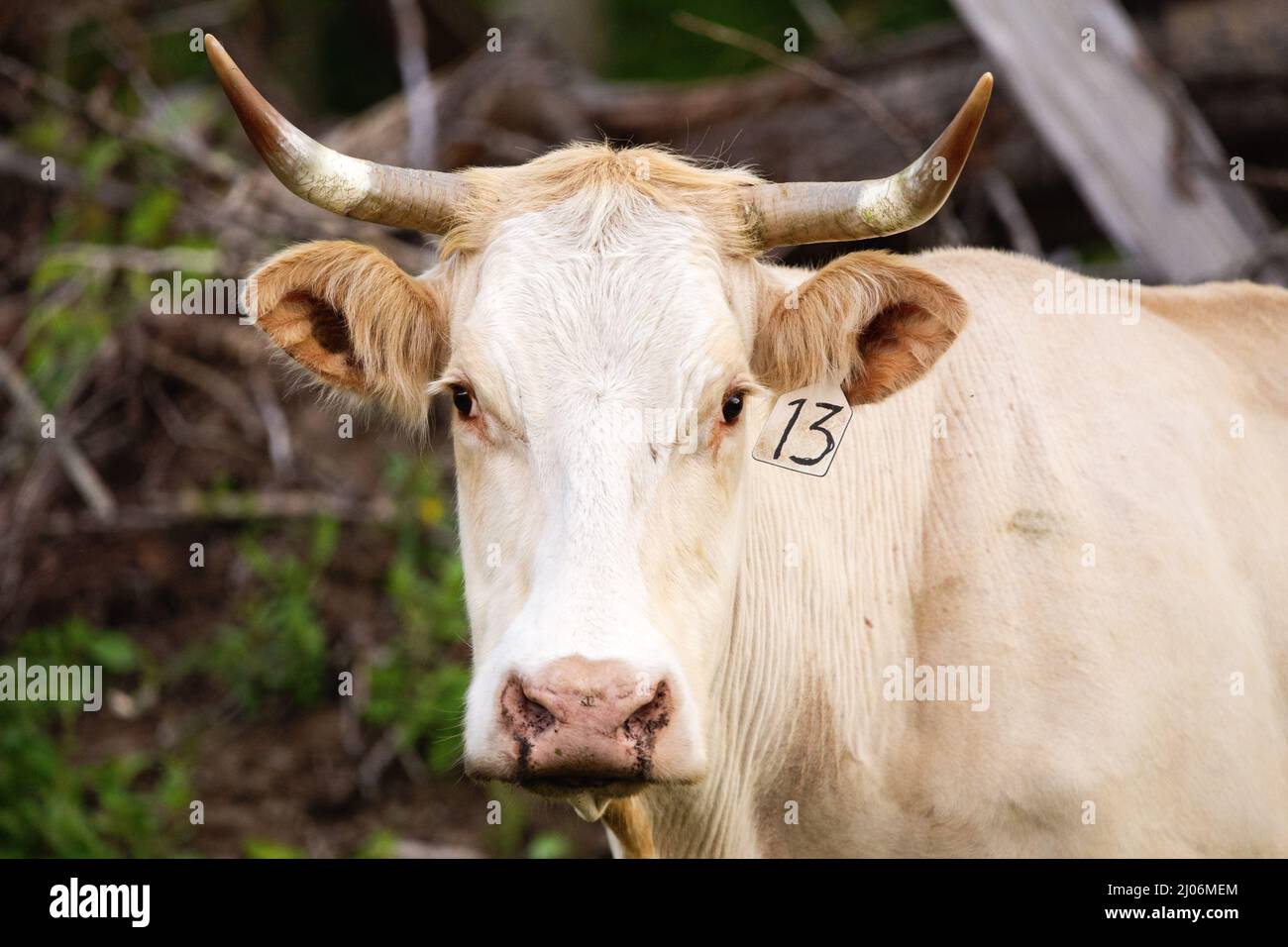 Eine Nahaufnahme des Gesichts einer weißen Kuh mit langen Hörnern im Sommer Stockfoto