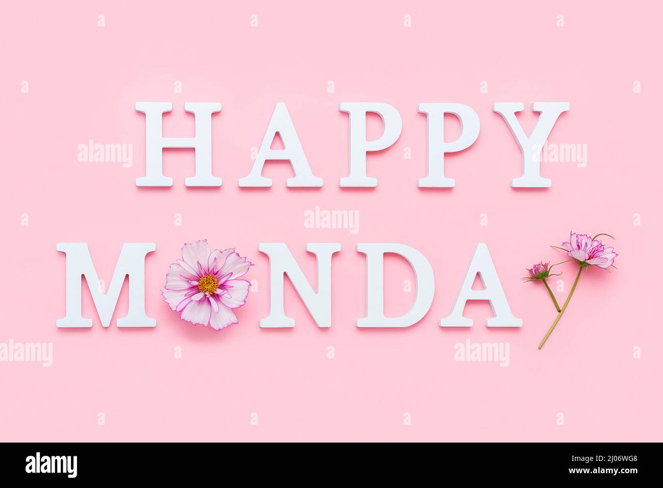 Froher Montag. Motivationszitat aus weißen Buchstaben und Schönheit natürliche Blumen auf rosa Hintergrund. Kreatives Konzept Hallo Montag, positive Stimmung. Stockfoto
