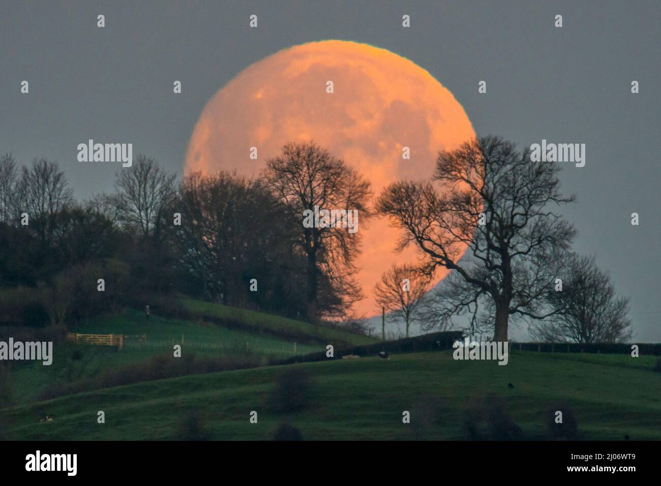 Glastonbury, Somerset, Großbritannien. 17.. März 2022. Wetter in Großbritannien. An einem kalten, klaren Morgen untergeht der fast vollwurmförmige Mond in Glastonbury in Somerset hinter Bäumen. Bildnachweis: Graham Hunt/Alamy Live News Stockfoto