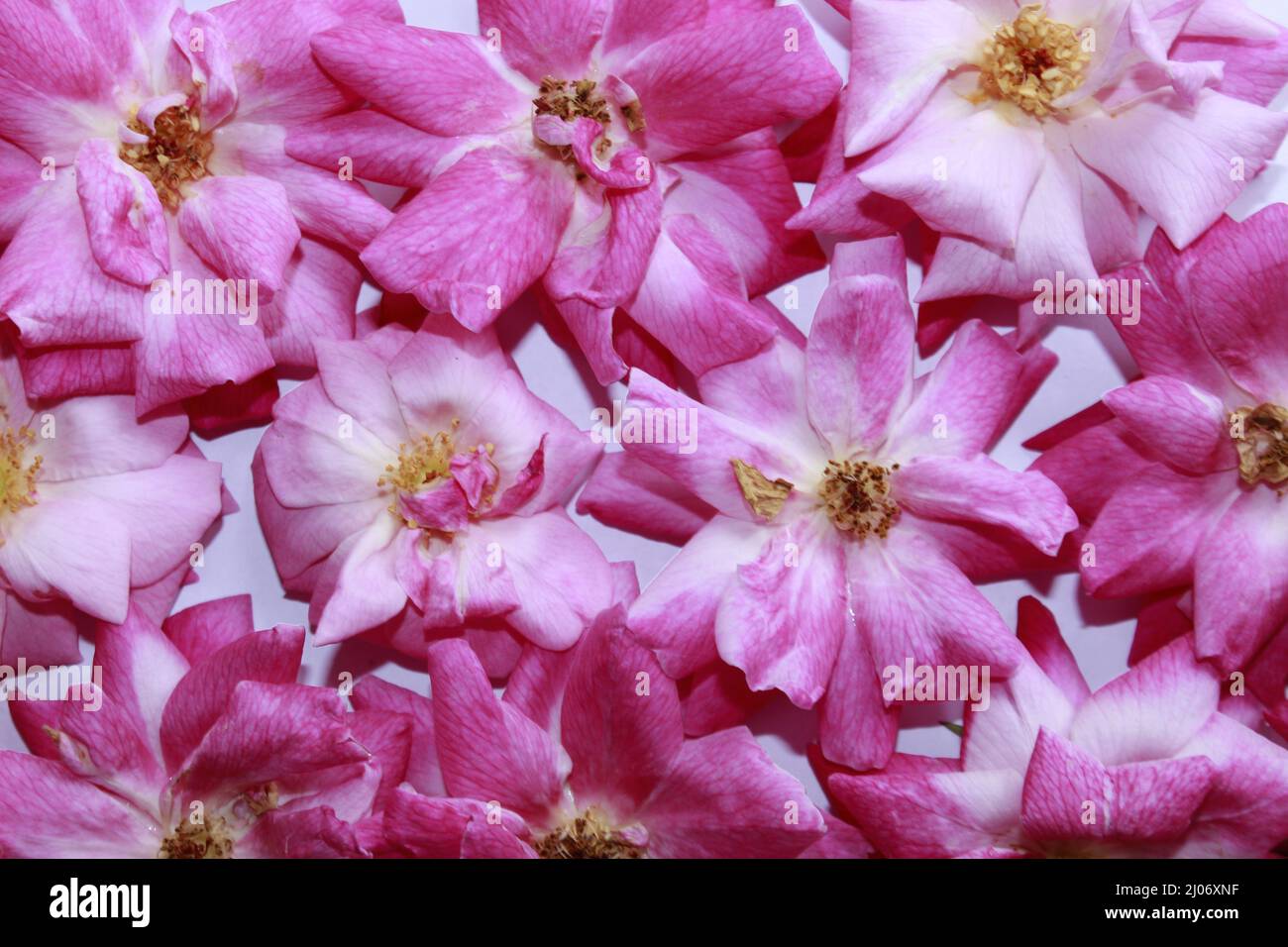 Rosa frische Rosenblätter auf einem Hintergrund angeordnet. Stockfoto